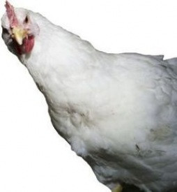 H.Æ.N.A í Safnaðarheimilinu