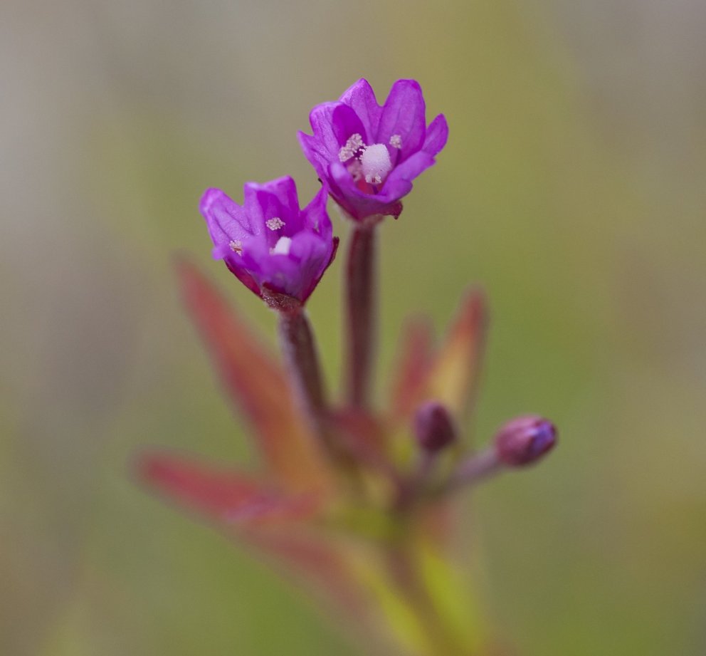 Fermingardagar vorsins 2022