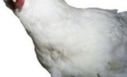 H.Æ.N.A í Safnaðarheimilinu