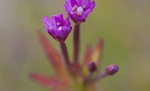 Fermingardagar vorsins 2022