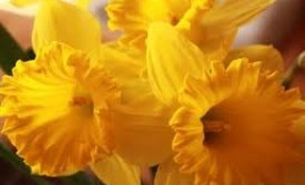 Páskar í Akureyrarkirkju 2013